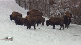 Only these animals at the Minnesota Zoo are venturing out into the cold