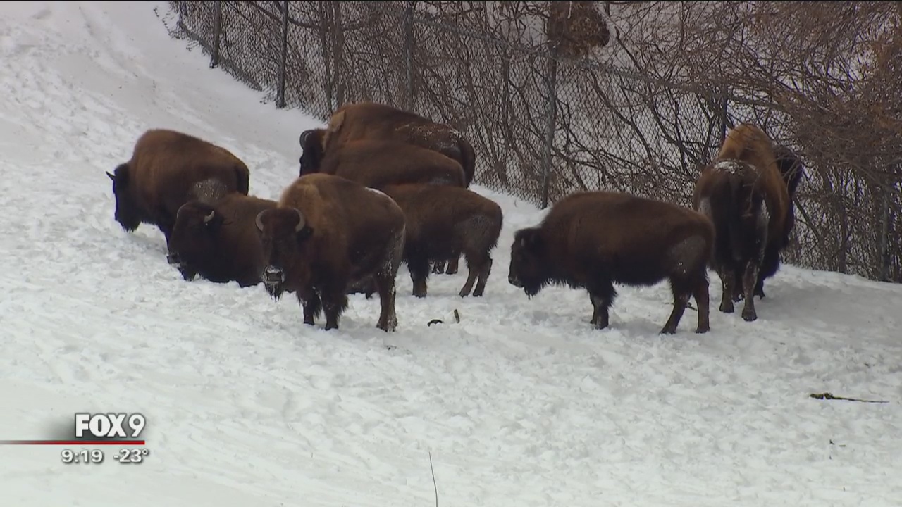 Only these animals at the Minnesota Zoo are venturing out into the cold
