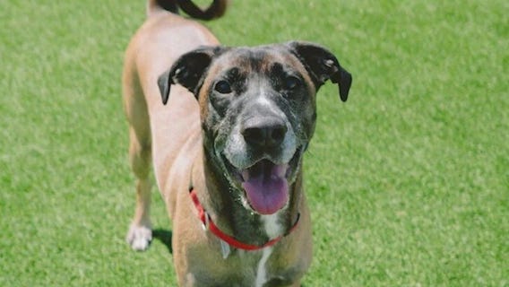 Meet Ferendi: Our Pet of the Day