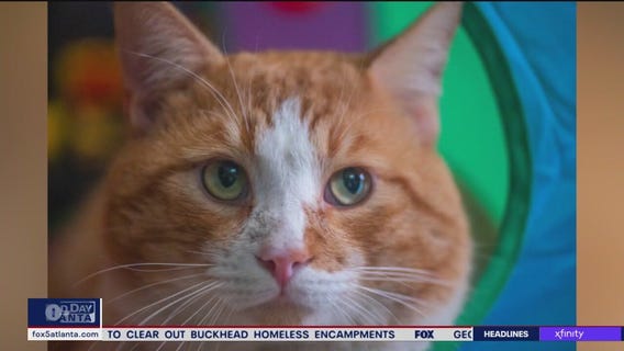 Pet of the Day from Paws Atlanta