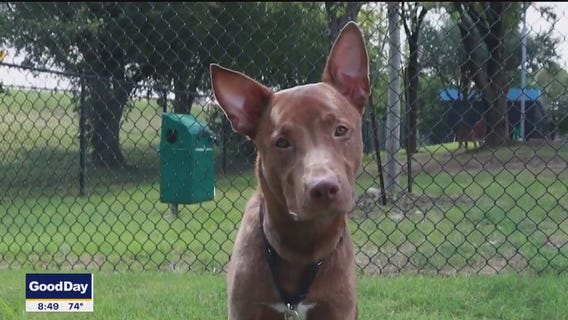 Pet of the day: Maverick