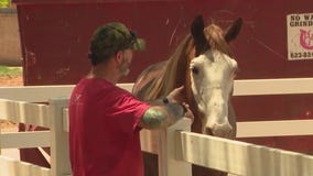 Rescued horses find new purpose at Hunkapi Programs