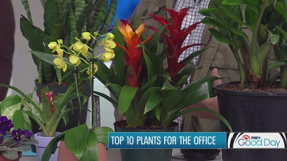 Add some color to your cubicle -- The Top 10 plants for your office