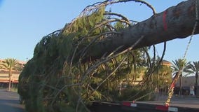 California's tallest Christmas tree arrives