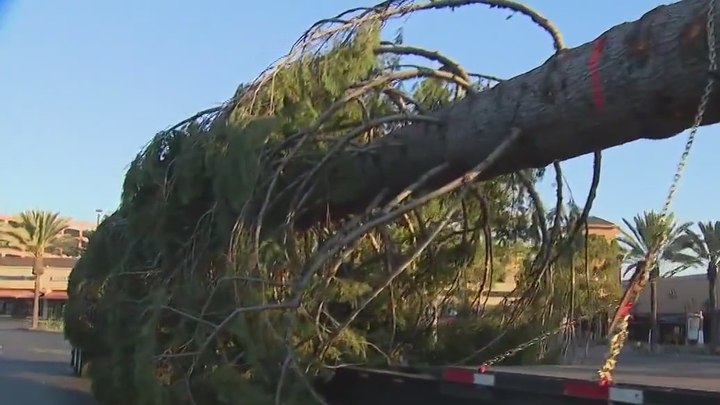 California's tallest Christmas tree arrives
