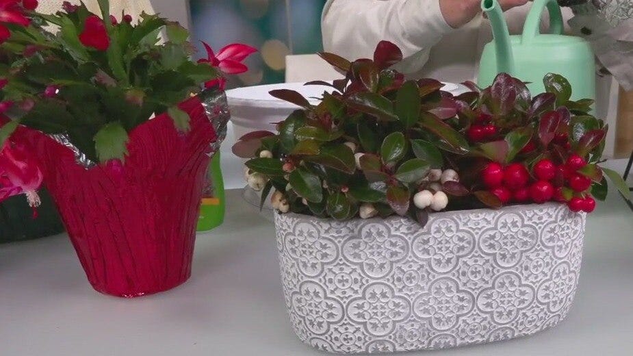 Alternative holiday plants for Poinsettias
