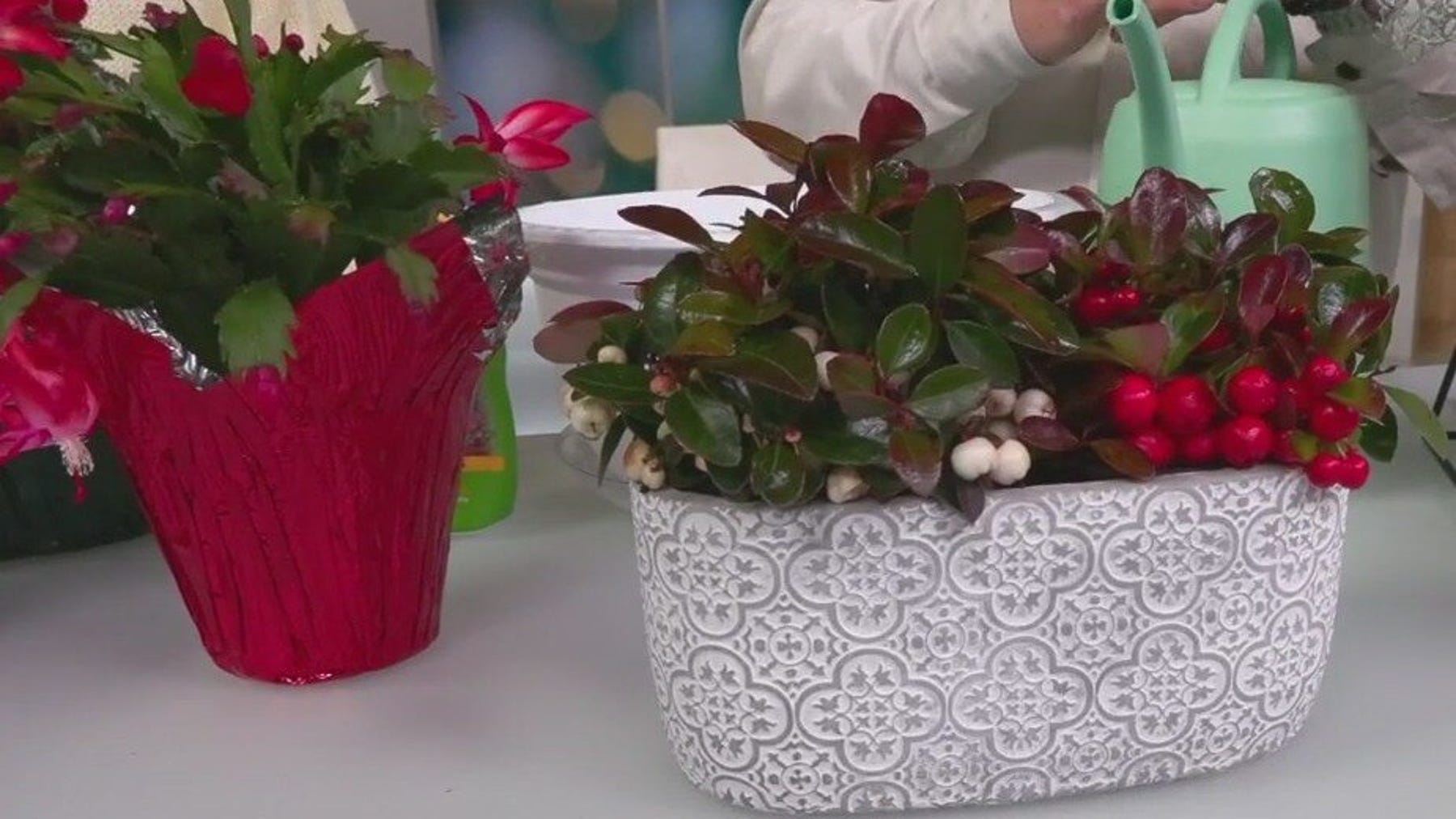 Alternative holiday plants for Poinsettias