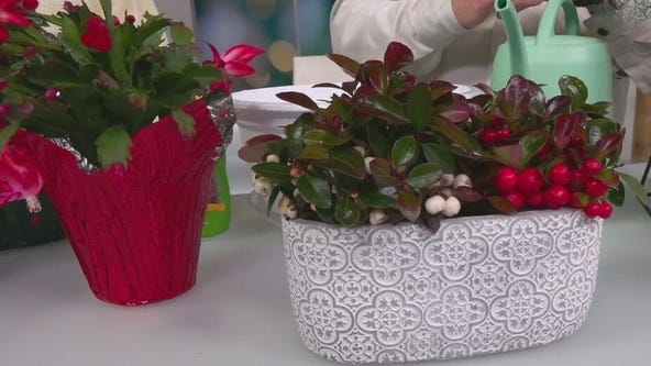 Alternative holiday plants for Poinsettias