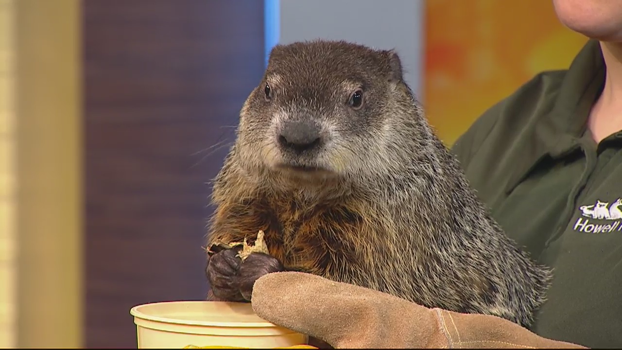 Woody the Woodchuck's 21st Groundhog Day Prediction at the Howell Nature Center