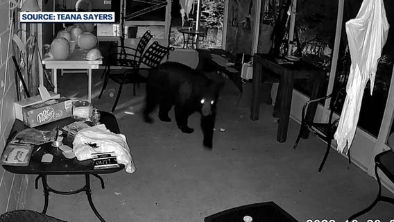 Florida family fed up as bears terrorize home