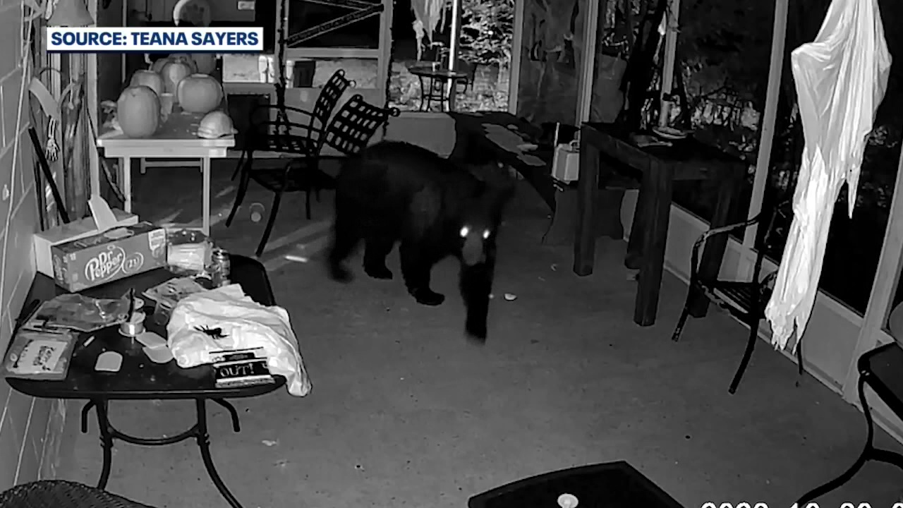 Florida family fed up as bears terrorize home