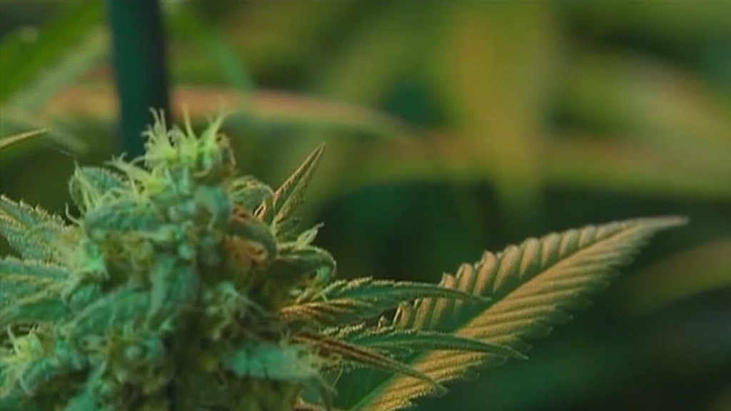 Kris Mayes to crack down on unlicensed THC retailers