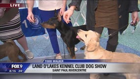 Puppies at Land O'Lakes Dog Show in St. Paul, Minnesota