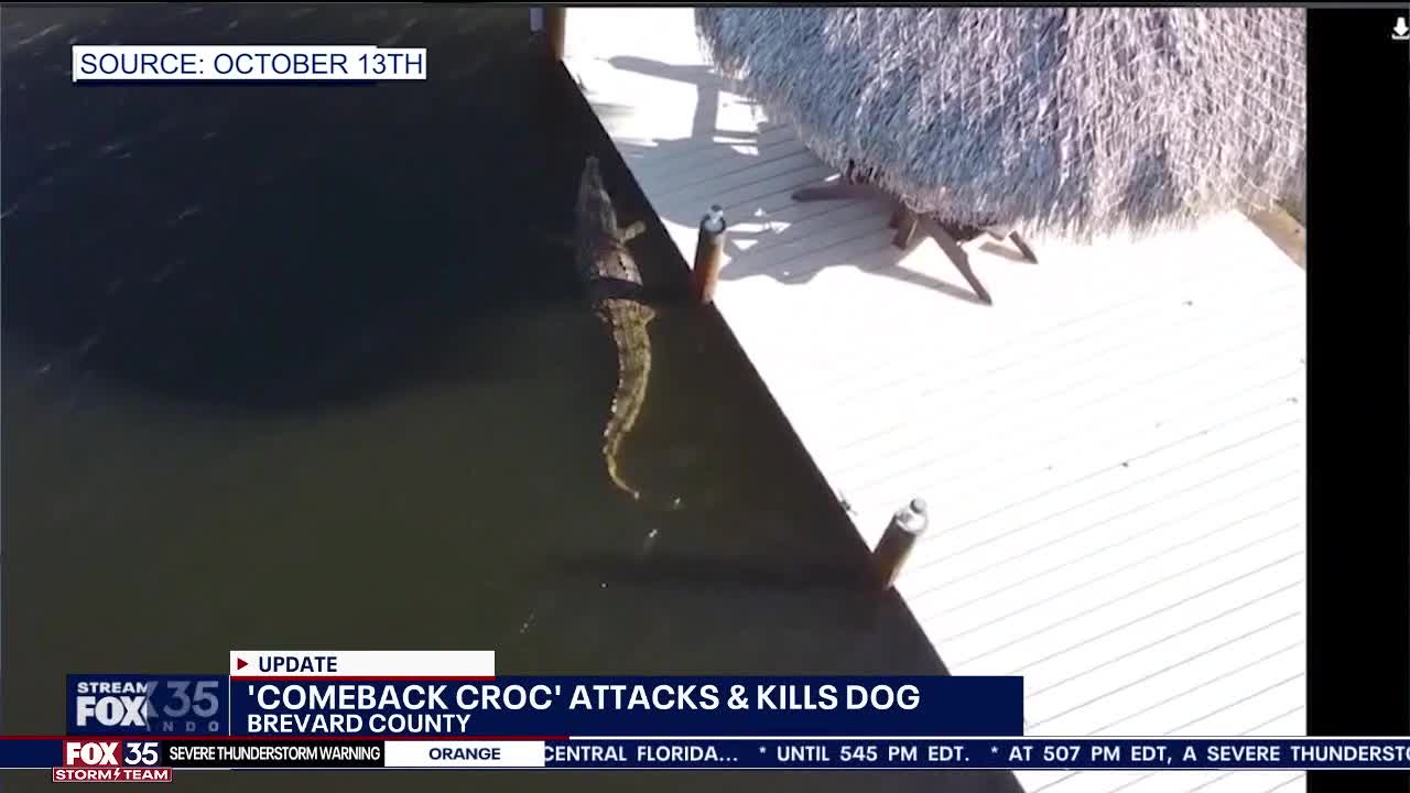 Croc kills Golden Retriever dog, residents express fear