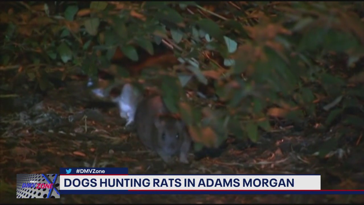 Dogs are hunting rats in Adams Morgan
