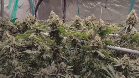 Minnesota marijuana sale legality questioned