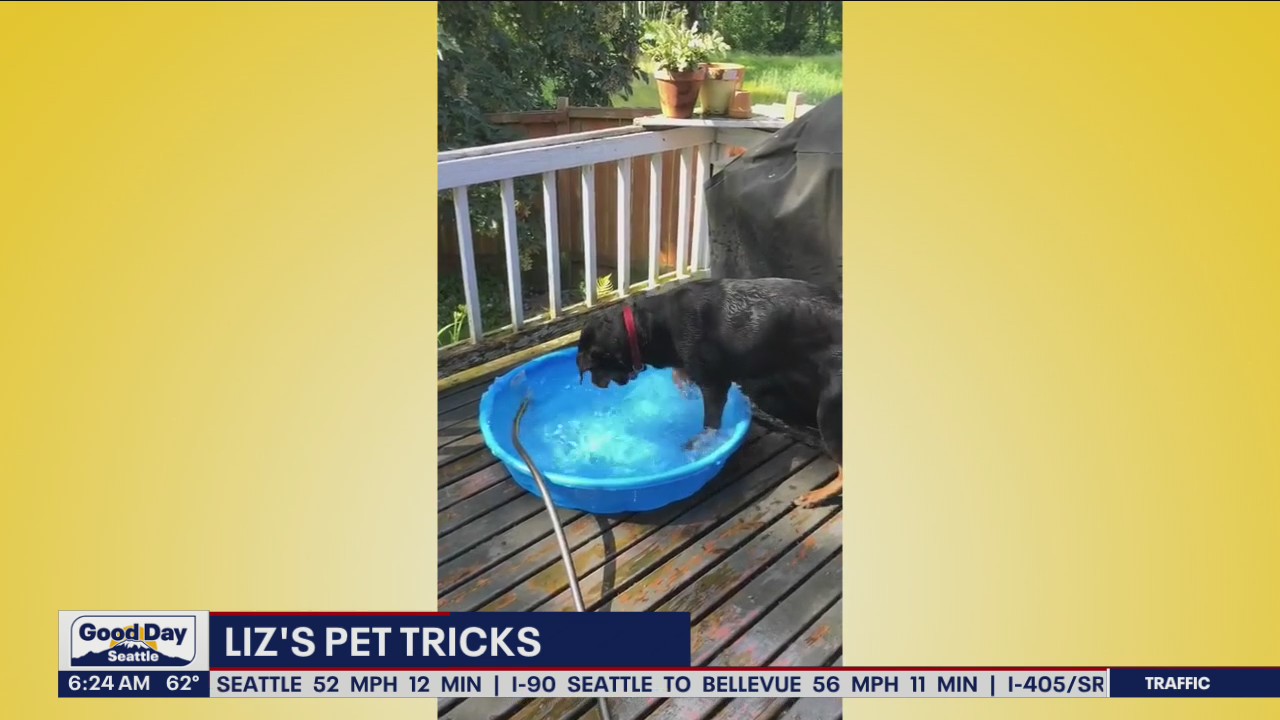 Liz's Pet Tricks for Friday, July 29