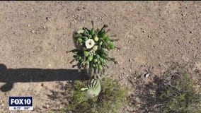 Cactus Census at Phoenix park | Drone Zone