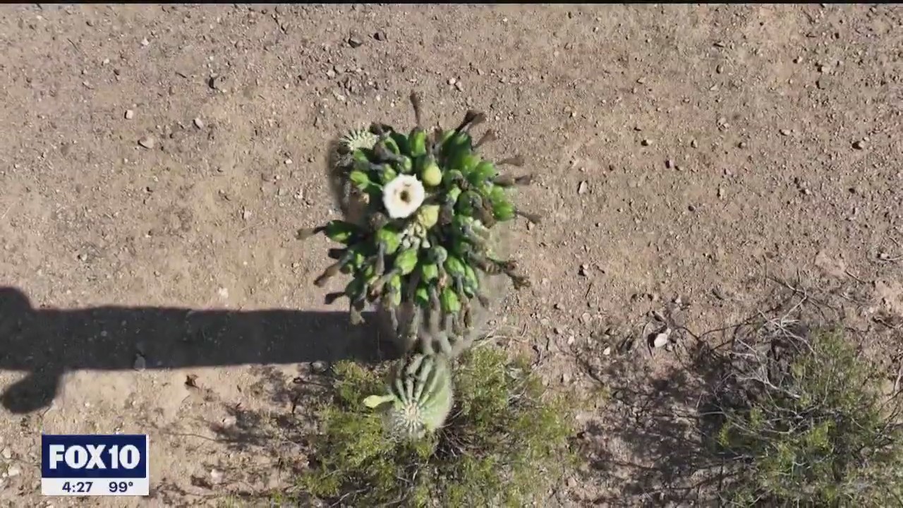 Cactus Census at Phoenix park | Drone Zone