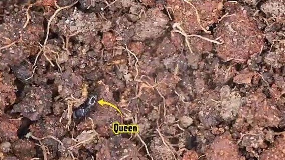 Colony of exotic pavement ants found in luggage at Metro Airport