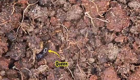 Colony of exotic pavement ants found in luggage at Metro Airport