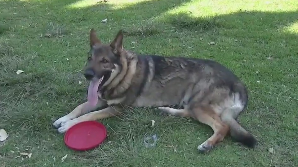 Protecting pets from the heat