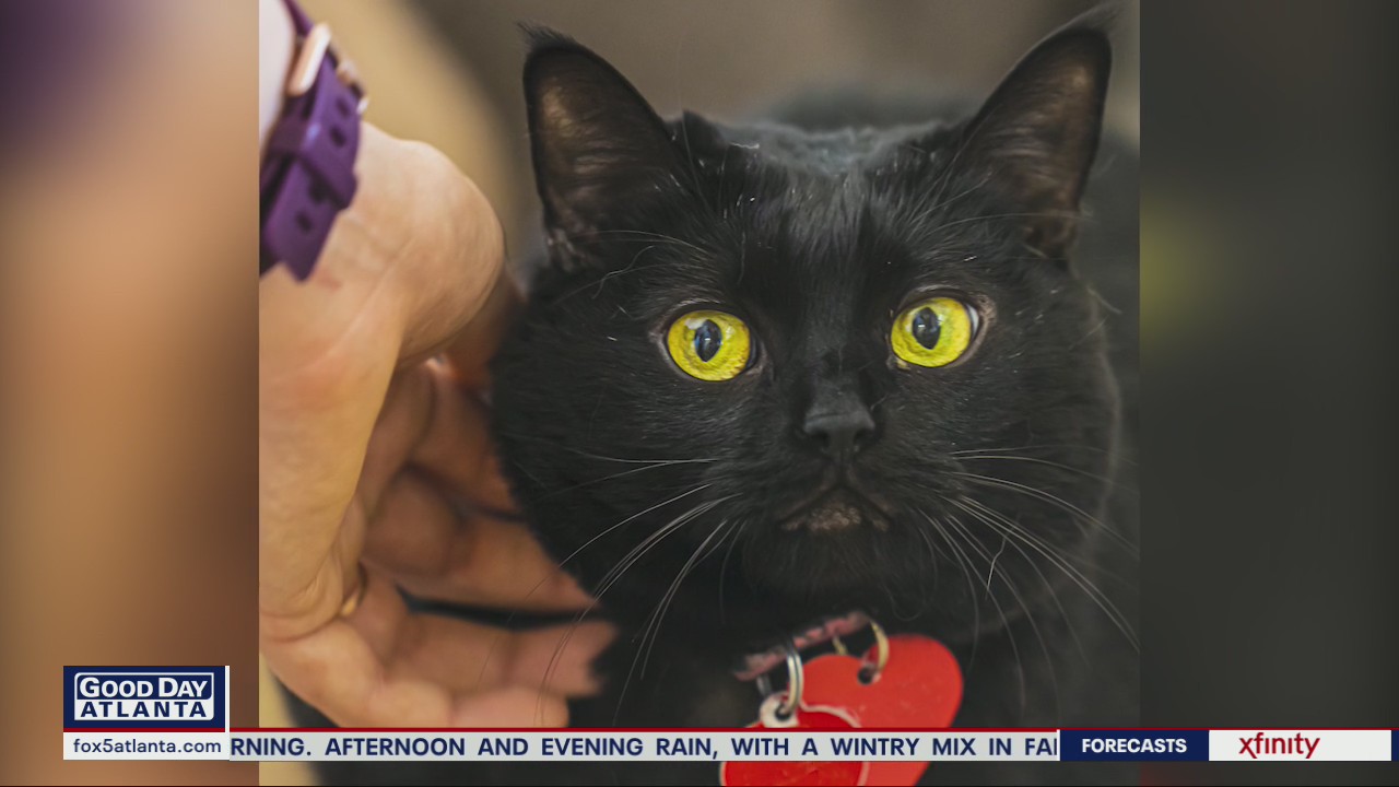 Pet of the Day from PAWS Atlanta