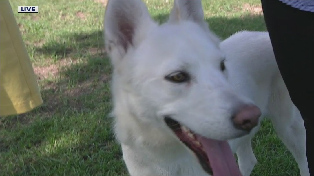 Arizona dog rescue organization looking for foster families and forever homes