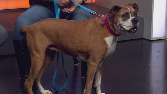 Austin Boxer Rescue introduces Inge