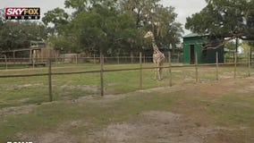High above Giraffe Ranch in Dade City, Florida