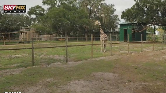 High above Giraffe Ranch in Dade City, Florida