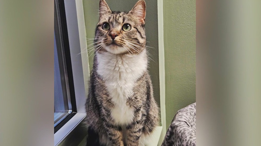 PETS OF THE DAY: Hitch and Leonard