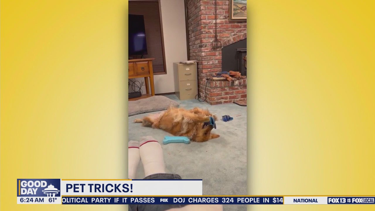 Pet Tricks for Tuesday, July 1