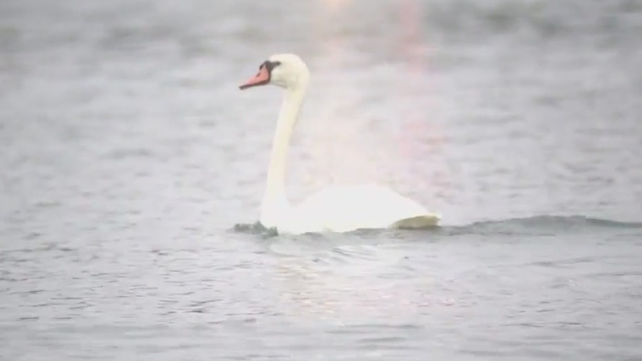 Lakeland’s Annual Swam Roundup