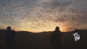 The best place to watch snow geese migration