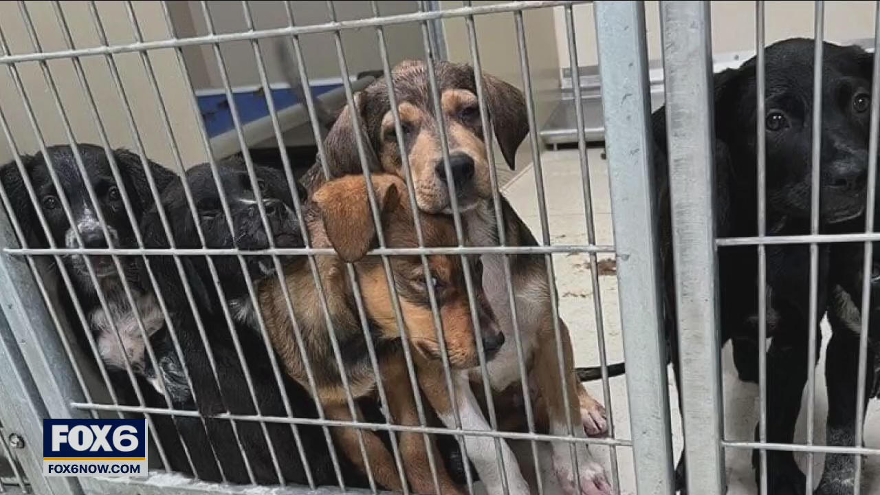 Dogs seized in Washington County