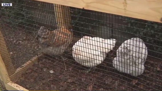 Costs behind owning backyard chickens