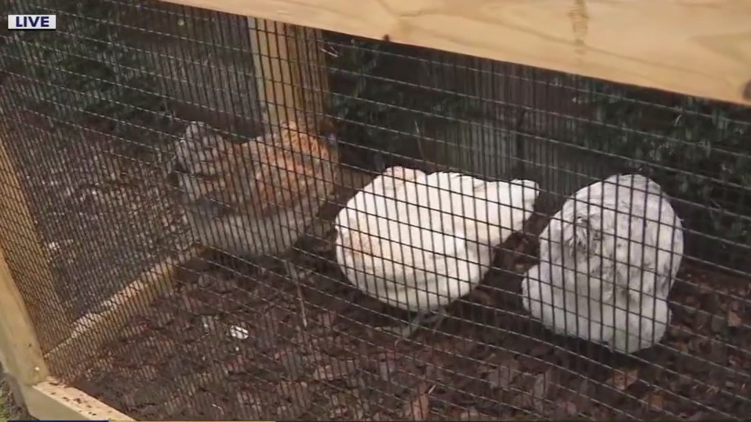 Costs behind owning backyard chickens