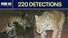 Jaguar conservation in Arizona: New detections provide hope