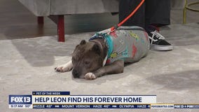 Pet of the Week: Leon