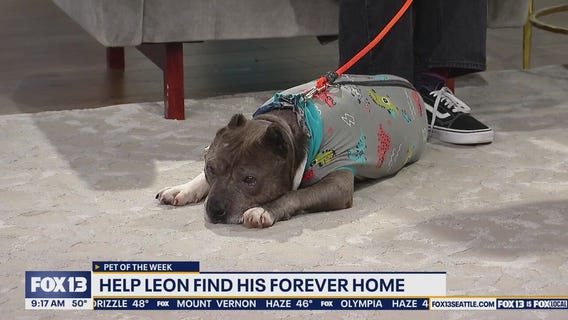 Pet of the Week: Leon