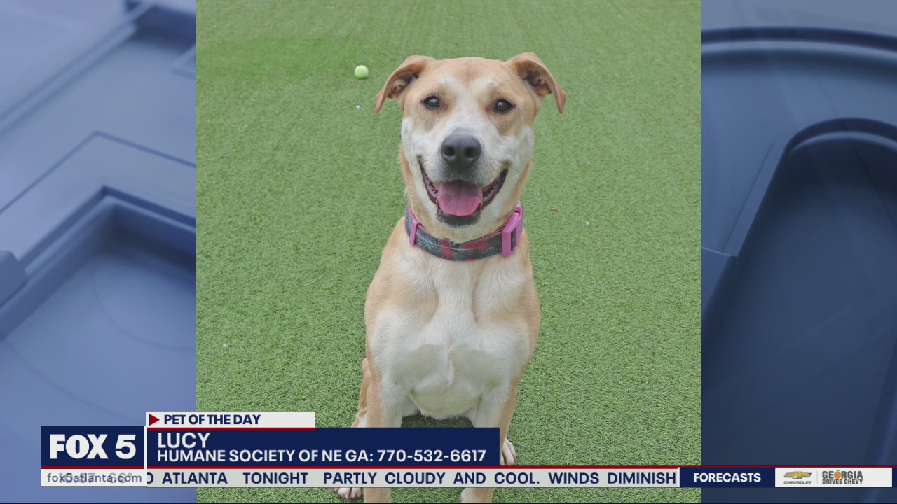 Pet of the Day from the Humane Society of Northeast Georgia