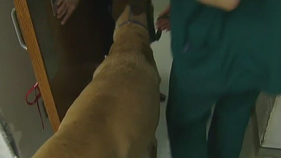 Dog flu cases on the rise across US shelters, homes