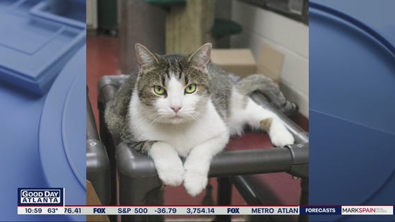 Pet of the Day with Humane Society of Northeast Georgia