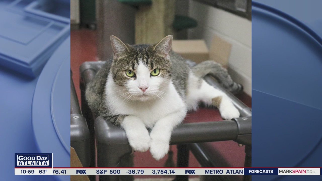 Pet of the Day with Humane Society of Northeast Georgia