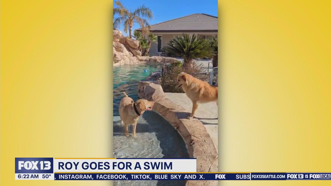 Good Day Pet Tricks for May 6, 2025