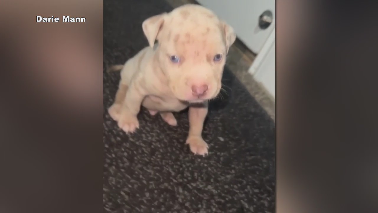 10 American-Bully puppies stolen from Dearborn house