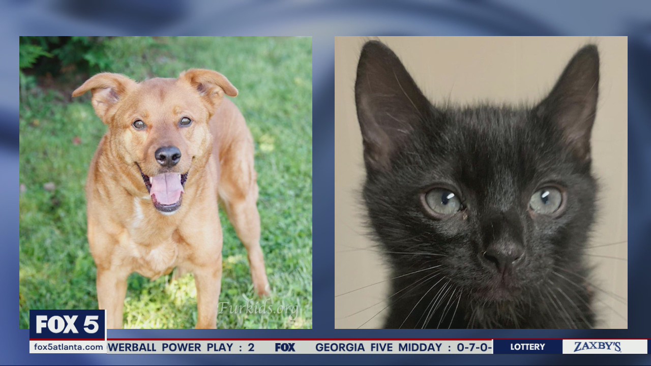 Pet of the Day from Furkids Animal Shelter