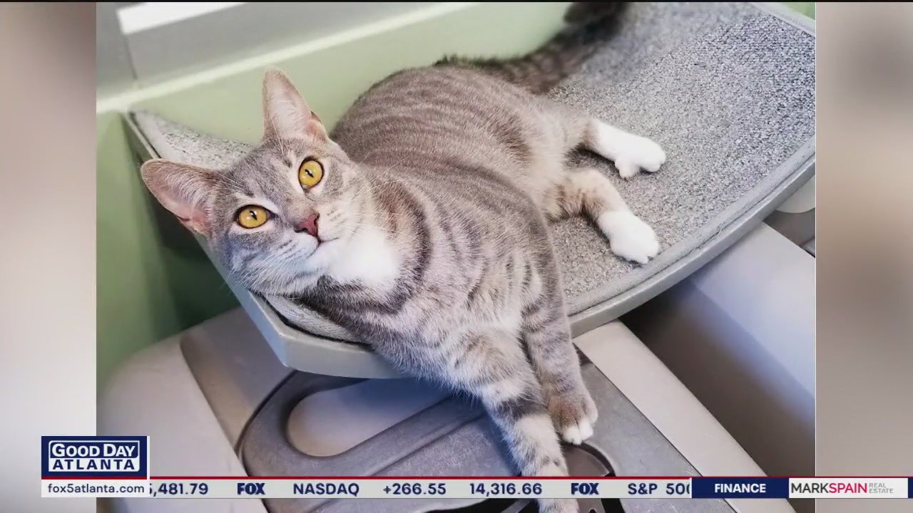 Pet of the Day from the Humane Society of Cobb County