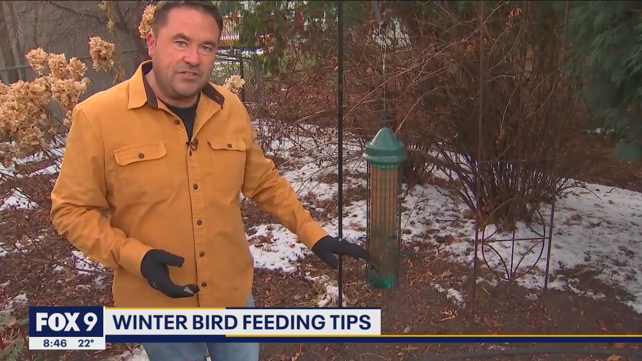 Winter bird feeding tips to attract a variety of songbirds to your yard